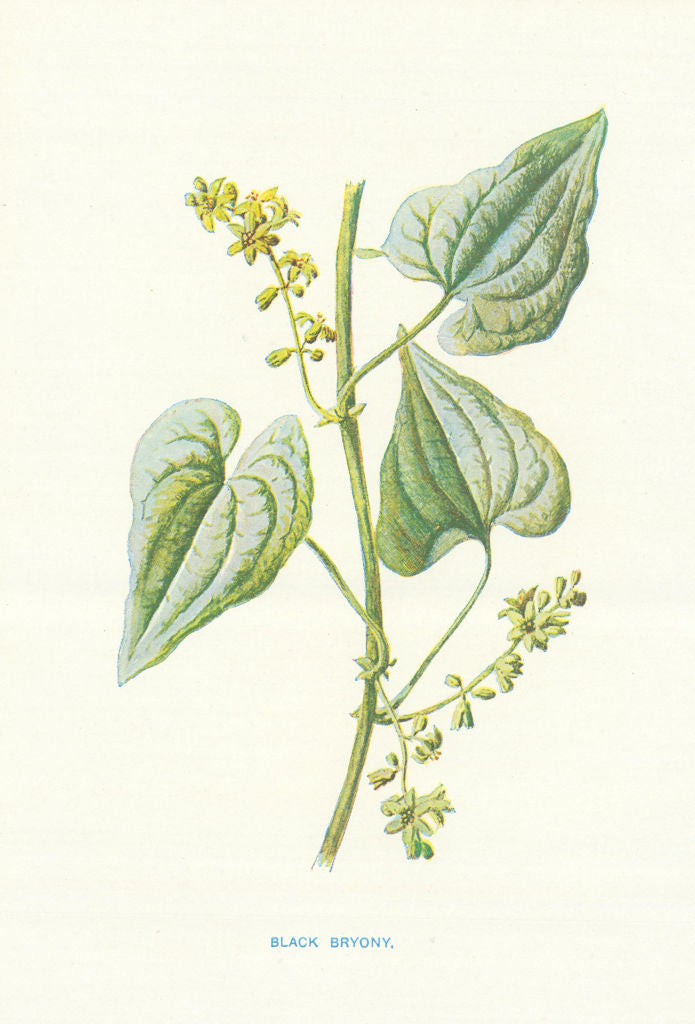 Black Bryony. Wild Flowers by Frederick Edward Hulme c1895 old antique print